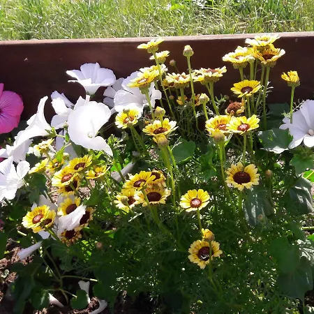 Vakantiehuis Gemuetliches Haeuschen Im Alten Land *